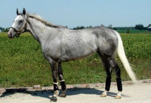 An image of the gray mare Bunny